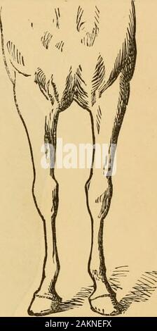 L'arte di addomesticare e di educare il cavallo : con i dettagli della gestione in soggezione di oltre quaranta rappresentante vizioso dei cavalli e la storia dell'autore della sua esperienza personale : insieme con capitoli su alimentazione, stalle, ferratura, e la pratica di trattamento per malattia, zoppia, etc: con un gran numero di ricette . Fig. 3.51. Fig. 352. Foto Stock