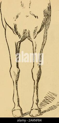 L'arte di addomesticare e di educare il cavallo : con i dettagli della gestione in soggezione di oltre quaranta rappresentante vizioso dei cavalli e la storia dell'autore della sua esperienza personale : insieme con capitoli su alimentazione, stalle, ferratura, e la pratica di trattamento per malattia, zoppia, etc: con un gran numero di ricette . Fig. 350. I punti negativi. 575. Foto Stock