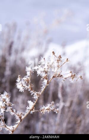 Frost nevoso copre ogni superficie di piante all'aperto in minuscoli cristalli di ghiaccio patterns Foto Stock