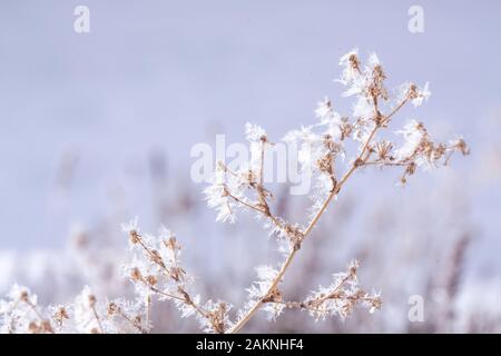 Frost nevoso copre ogni superficie di piante all'aperto in minuscoli cristalli di ghiaccio patterns Foto Stock