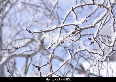 Frost nevoso copre ogni superficie di piante all'aperto in minuscoli cristalli di ghiaccio patterns Foto Stock