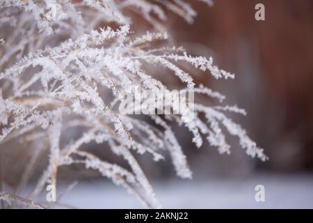 Frost nevoso copre ogni superficie di piante all'aperto in minuscoli cristalli di ghiaccio patterns Foto Stock