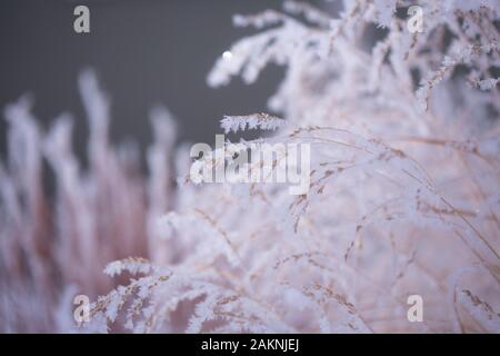 Frost nevoso copre ogni superficie di piante all'aperto in minuscoli cristalli di ghiaccio patterns Foto Stock