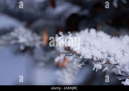 Frost nevoso copre ogni superficie di piante all'aperto in minuscoli cristalli di ghiaccio patterns Foto Stock