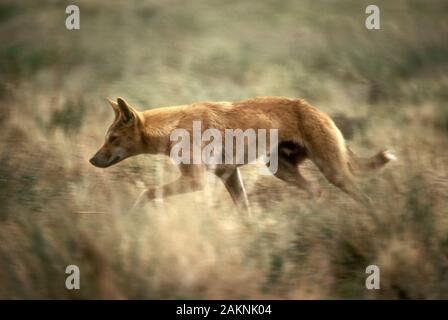 DINGO (CANIS) SULLA CORSA, NEL TERRITORIO DEL NORD, AUSTRALIA Foto Stock