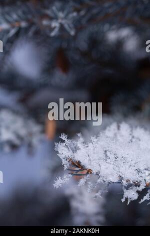 Frost nevoso copre ogni superficie di piante all'aperto in minuscoli cristalli di ghiaccio patterns Foto Stock