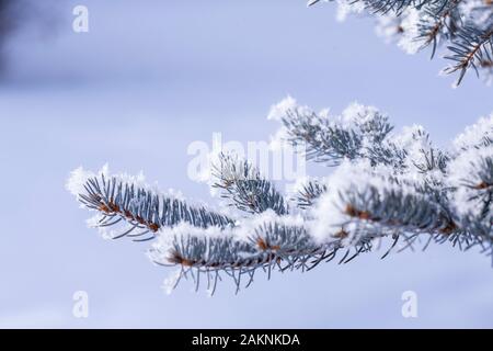 Frost nevoso copre ogni superficie di piante all'aperto in minuscoli cristalli di ghiaccio patterns Foto Stock