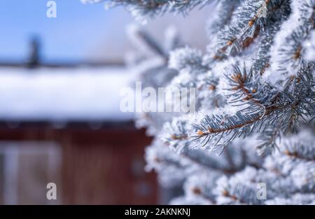 Frost nevoso copre ogni superficie di piante all'aperto in minuscoli cristalli di ghiaccio patterns Foto Stock