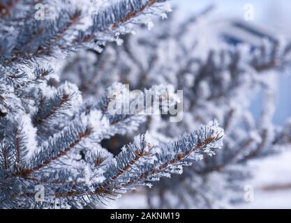 Frost nevoso copre ogni superficie di piante all'aperto in minuscoli cristalli di ghiaccio patterns Foto Stock