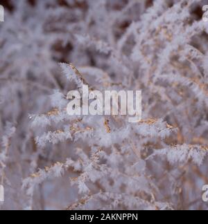 Frost nevoso copre ogni superficie di piante all'aperto in minuscoli cristalli di ghiaccio patterns Foto Stock