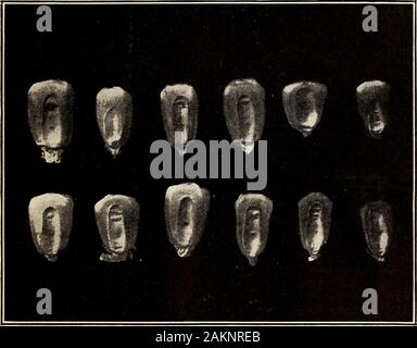 Relazione annuale della Carolina del Nord Stazione di Esperimento Agricola . El è spesso al di sopra della media età-dimensioni, forza e vigore, come tutte le forze vitali di un tale planthave stato speso su questo unico organo della riproduzione; quindi quando anovule o kernel embrionale, attraverso la via della seta, è fertilizzato o impollinate dail polvere giallo-come il polline di un peduncolo sterile, sarà quando piantati alcuni fattori per il successo crescente di mais. 31 hanno una forte tendenza, ereditate attraverso il suo genitore maschile, per produrre abarren o scarsa levetta cedevole. La nappe dovrebbe essere rimossa anche fromall debole e malato Foto Stock
