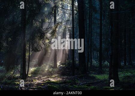 Luce del sole di mattina risplende attraverso le profonde la pineta di Luneberg Heide bosco in Germania Foto Stock