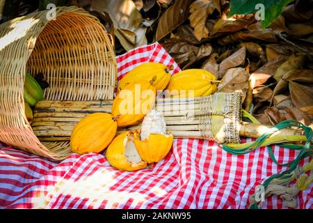 Giallo baccelli di cacao sul cestello / mature raccolto di cacao da albero impianto biologico di fattoria di cioccolato Foto Stock