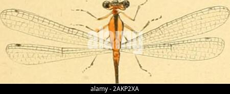 Bollettino della Società Entomologica Italiana . Foto Stock
