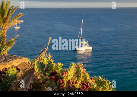 Fioritura cactus sulla riva con la barca in movimento in mare in background, Morro Jable, Penisola di Jandia, Fuerteventura, Isole Canarie, Spagna, Europa