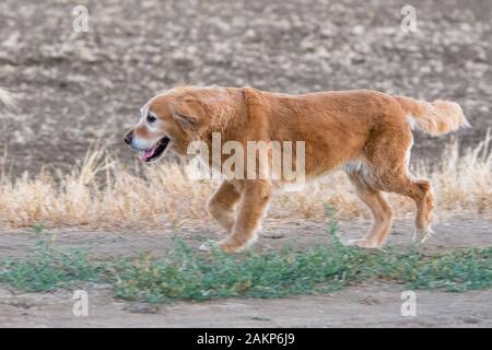 vecchia corsa del cane del retriever dorato del anziano Foto Stock