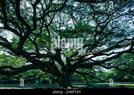 Sotto di pioggia con luce scura a Kanchanaburi, Thailandia Foto Stock