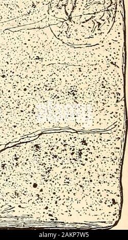 Il secolo illustrato rivista mensile . Mmmmg mm ii mtftrr. Ho VEX ME non con la cova sull'anni. Ho VEX me non con la cova sul yearsThat erano ere ho richiamato il respiro: perché dovrei quindi diffidenza le tenebre che possono cadere nuovamente quando la vita è fatto ? Casualmente in altre sfere di pianeti morti - una volta ho assaggiato lacrime mortale, e camminava come ora tra una schiera di uomini, ponderando le cose che i laici al di là il mio ken, interrogando la morte e solacing le mie paure.Chi lo sa ? Spesso strano senso ho di questo vaghi ricordi che mi trattenere con una magia, tocchi di invisibile labbra sulla mia fronte,la respirazione alcuni incommunica Foto Stock