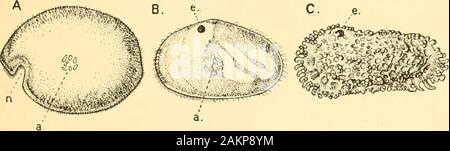 Guida per i crostacei, Arachnida, Onychophora e Myriopoda esposti nel dipartimento di zoologia, British Museum (storia naturale) .. . Altri crostacei, essendo, al più, onlytwo coppie di tronco-arti dietro a quelle appartenenti alla testa-regione. Il carapace forma un guscio bivalved enclosingthe completamente corpo e arti. Vi è un grande e spesso gamba-simili, palp sullato mandibola. Il antennules e le antenne sono usati per creep-ing o nuotare. Ostracoda, Copepoda. 29 Il Ostracoda (Fig. 10) sono per la maggior parte estremamente table-caseminute animali e solo una o due delle specie più grandi possono Foto Stock