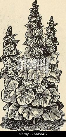 Henderson del catalogo di mezza estate : 1913 . BELI.È PERENNIS. Fiori perenni delle sementi per la semina in estate.. HOLLYHOCK. Crisantemi singolo Hardy (Shastaand Moon-Penny margherite). Il largeflowering singola bianco hardy Daisy-Chrys-anthemum leucunthemum massimo-haslong stato considerato uno dei nostri finesthardy piante perenni per gardendecoration permanente. I seguenti nuovi tipi aregreat miglioramenti. La principessa Henry forma un folte, impianto compatto18 pollici elevato e produce in abbondanza,durante la tarda estate e in autunno, magnificentlarge fiori bianchi, da 3 a 4 cm di diametro. Shasta Daisy. Produce il bianco puro fiori4 in Foto Stock