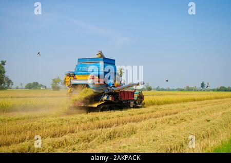 raccoglitrice di riso su lavorare in risaie Foto Stock