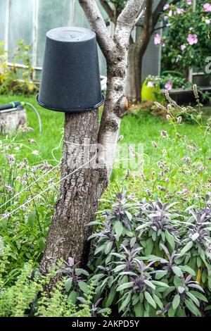 Erbe culinarie Salvia officinalis 'Purpurascens' crescono alla base dell'albero, erba da giardino Salvia officinalis giardino Permacultura Foto Stock