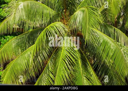 Coconut palm tree leaves, natural green background. Foto Stock