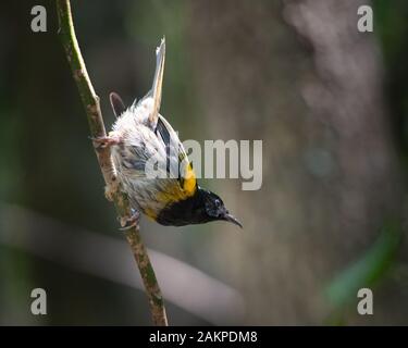 Maschio (stitchbird Notiomystis cincta) , conosciuto anche con il nome Maori Hihi, su Tiritiri Matangi Island Foto Stock