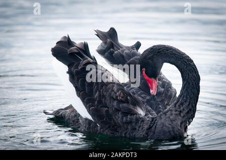 Wild Black Swan preening le sue piume con la sua testa piegata all'indietro in Western Spring park Auckland Foto Stock