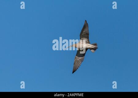 Western curlew bird (Numenius arquata) in volo ad ali spiegate Foto Stock