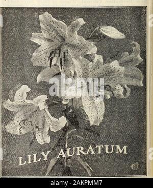 Nuova guida floreali : autunno 1906 . Madonna mi ily puro di snow-bianca e riccamente profumata. 12 cts.ciascuna ; SI.25 per doz., postpagato. !&Gt;. 3Ielpomoiie (Speciosum)-ricco rosso sangue, con clearfrosty-bordo bianco; molto belli e hardy. 20cts.Ogni.S2.00 per doz., postpagato. 1.&GT;vxperbum-sorge in corrispondenza della testa della nostra nativa gigli; flowersbright arancio-rosso, fittamente maculato con viola. 12cts. Ogni,Sl.^S per fare.z., postpagato. L. Kosenni-splendidi fiori grandi, rosa e bianco, spottedcrimson ; bello. 15 cts. ciascuna ; $1,50 per doz., postpagato. Li. L )ellatnm-fiorisce in bella clusters ; includessha colore Foto Stock