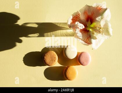 Composizione contemporanea pastello macarons e fiore Amaryllis su sfondo giallo chiaro con ombra scura. Biglietto d'auguri. Foto Stock