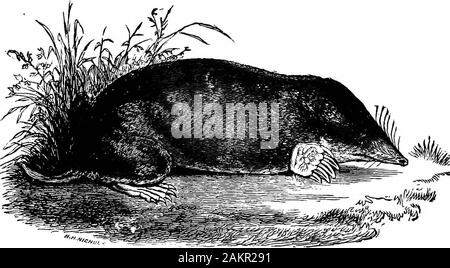 Prima lezione di zoologia : adatta per l'uso nelle scuole . Fig. 343.-ossa della gamba anteriore di aMole. 53, la scapola cubital; 53,omero; 54, ulna; 55, ramus.. Fig. 244.-Common Mole, Scalops aquaticus Xiinn. (Dimensione naturale.) è apparso al di sopra della superficie del terreno che avrebbero besnapped da civette, falchi o gatti. Di conseguenza i loro occhi sono 246 primo insegnamento di Zoologia. molto la posta elettronica e la maggior parte nascosti sotto il pelo, mentre il earsare piccolo e nascosto dai capelli. Yin,. 245.-Common Megera. Nella piccola toporagni, i piedi sono più come nei topi, eil tailis lungo (Pig. 245). I Pipistrelli.-Queste creature volanti, viventi Foto Stock