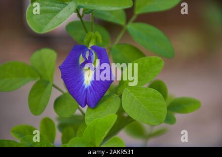 Piccioni asiatici blu con foglie verdi, questo fiore è anche conosciuto come bluebellvine, piselli blu, pea farfalla, pea cordofan o pea di Darwin. Foto Stock