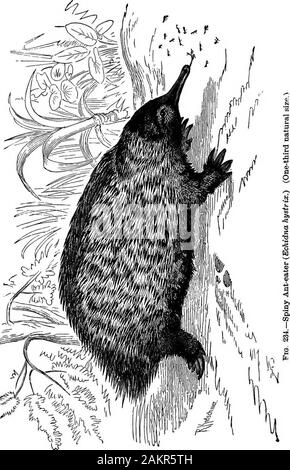 Prima lezione di zoologia : adatta per l'uso nelle scuole . FiQ. 233.-Becco d'anatra. Australia. (One-quarta dimensione naturale.) il becco d'anatra), che sono lunghe e strette in the Echidna,o larga e piatta nel becco d'anatra {Ornithorhynclius para-doxus), dove è coperta da un coriaceo tegumento; theexternal orecchio è che vogliono; sotto questi aspetti essi resemblereptiles e uccelli. In aquatic becco d'anatra (Fig. 333) i piedi sono palmati,con artigli di modeste dimensioni. È rivestito con una soffice pelliccia,ed è a-bgut metà un metro (17-33 pollici)-lungo. Le sue abitudini 232 primo insegnamento di Zoologia.. sono simili a quelli di un topo muschiato, freq Foto Stock