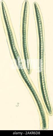 Phycologia britannica, o una storia della British sea-erbacce, contenenti figure colorate, generici e specifici caratteri, synonymes, e le descrizioni di tutte le specie di alghe che popolano le coste delle isole britanniche . Foto Stock