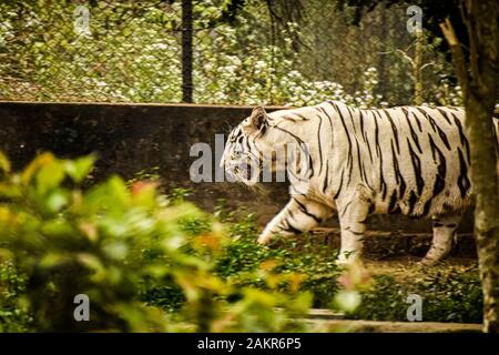 tigre bianca Foto Stock