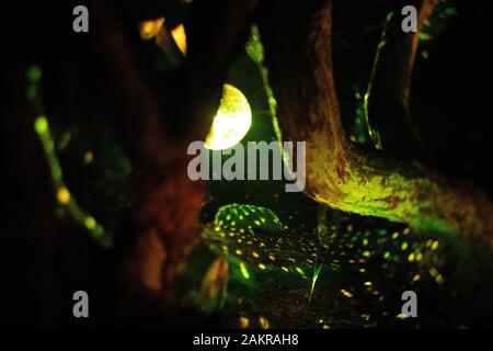 Heligan by Night 2019 Foto Stock