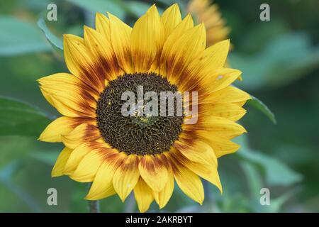 Il sudore Bee (Halictus scabiosae) su girasole (Helianthus annuus), Bassa Sassonia, Germania Foto Stock