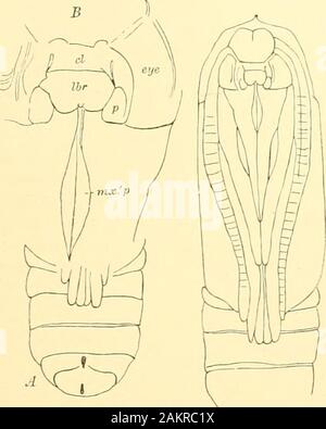 Memorie della Accademia Nazionale di Scienze . Flo. ".-Pupa di Tantura j&GT;arviila. .Sliowing labialpalpi Uie sulla in.lato. Una vista liearl e agganciato setje;un c^, fine del bodj- di cf ; B, un altro pupa. Nelle sue memorie UF L'Accademia nazionale delle scienze. 79. Fig. 45.-Pupa di Xola ovilla; A.CEA di corpo di J ; H,lioad; 2i, paraclypeal pezzo; mx. p. labiale o secondo max-illary palpi. Questo gruppo (Eiu^miii, (J3ta, e Tautura) aliuo.st direttamente iiitoigrade, a giudicare da tbe venatura, con tlieLithosiidfe; da.ssojiliaga, Cistheiie, andCrocota connocting tlicinwitli Litbosia, tbougli tbe laiva del tbe ultimo Foto Stock