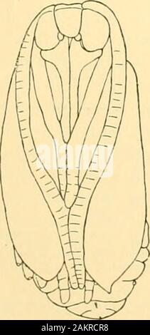 Memorie della Accademia Nazionale di Scienze . pa di Thyris per l'esame. Familij Zy&lt;j(vnid&lt;v.-un altro gruppo ipotizzato dal Spuler (venatura) andalso Chapman (pupa) per essere strettamente correlata alla Tineoids è il Zygivuida,da cui si devono separare i Syntomidie. La pupa di Zygtena saidby è il dottor Chapman per possedere mal sviluppato eye-collari (palpi mascellari), eil &LT;lehiscence è tipicamente incomjjlete. Non ho potuto in specimenskindly dato a me dal dottor Chapman per rilevare le vestigia dell'occhio-collare,ma il cast pupa pelli esaminati non sono ben conservati e questi piecesmay Foto Stock