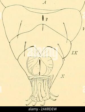 Memorie della Accademia Nazionale di Scienze . VIII di Fig. 38.-Pupa di Tortrix. ritettana, S : -A. ?. Enil uf hudy, con crema-ster. Memorie della Accademia Nazionale di Scienze. 77 famiglia come Cossus e dei suoi alleati. In Cossicte non ci sono separati mascellare pupa ])alpi. thelateral Ha]) (w.r. p.) non bein.i;- separare. Il labium e il suo pal])mi sono lous e mirrow, noi inTortrix. Il paraclypeal pezzi sono distinti. Foto Stock