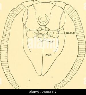 Memorie della Accademia Nazionale di Scienze . ITcail di Pa rasa chlnrie. adattato per la sua lite in una cella, essendo ampio oblicjiuly troncato, tiic snuill anteniuB bcin- protetti da tlie riaring i lati del tallone che è verj- st)li(l, witli miiiieroiis Iligosities e peccato;dl tubercoli. Il regiou circa la bocca è reuiarlvable. Tlu clypeus e labrum sono molto uarrow, l'occhio elougated trasversalmente, con impresso un Hue ui del medio. L'occhio-collare {mr. p.) è nettamente separata dalla max- 11 egli {mx.). I due pezzi (?/;.) alla base del masillai può pos-sibly rivelarsi labi Foto Stock