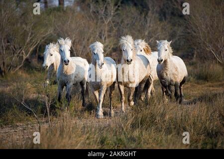 Cavalli Camargue, allevamento, SAINTES MARIE DE LA MER NEL SUD DELLA FRANCIA Foto Stock