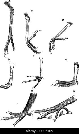 Prima lezione di zoologia : adatta per l'uso nelle scuole . La fio. 205.-^, le ossa del piede di un embrione di uccello. È, superiore, ti,inferiore, pezzi del tarso. B,gamba della poiana {Buteo vul-garis), o femore; b, tibia; 6,fibula; r, tafso-metatarso; c,lo stesso pezzo isolato, andseen dal davanti; d, d e d,d, le quattro cifre o le dita dei piedi. 200 primo insegnamento di Zoologia. FiQ. 207.-tipi di uccelli piedi. A Tarso reticolare di rospo plover; B.ocutellate tarso di prato-lark; O, avviato tarso di robin; -D, cursorial footof struzzo; E, rasorial piede di prairie-pollo; F, semi-palmated piede di peep;Q, toti Foto Stock