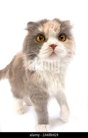 Crema di colore blu e bianco HIGHLAND FOLD CAT, femmina contro uno sfondo bianco Foto Stock