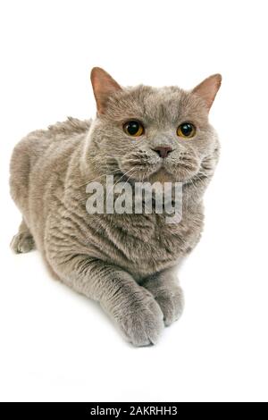 LILAC SELF British Shorthair CAT, femmina contro uno sfondo bianco Foto Stock