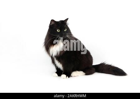 Bianco e nero gatto Siberiano, femmina contro uno sfondo bianco Foto Stock