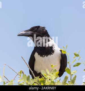 Un pied crow bird (Corvus albus) seduti sulla cima di albero in cielo blu Foto Stock