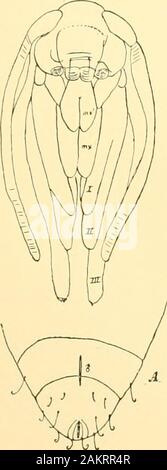 Memorie della Accademia Nazionale di Scienze . uding la forma degli occhi, del clypeus e del labrum che,tuttavia, nel Isychidre è più distinta dalla clypeus, sebbene inSolotohia u-al.shella è quasi come separati. La forma dei casi di palpi mascellari di Psiche {/raminella,{(Eccticus ahhoiii, flg. 28), e 2letrua clonf/aia è come ui Solenohia icahhcllaand *S. pineti. Il maxilhe {m.MI), sviluppato abbastanza bene nella Psychida^, aremuch come in Solcitohia icalsliella. La palpi labiale (WH.^j.), sebbene ^aryingmuch nei generi differenti di Psychida^, sono essenzialmente come in Foto Stock